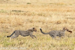 guépard / cheetah