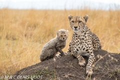 guépard / cheetah