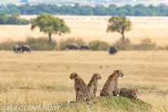 guépard / cheetah