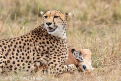 guépard / cheetah