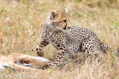 guépard / cheetah