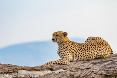 guépard / cheetah