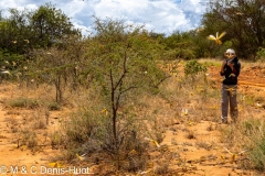 criquet pélerin / desert locust