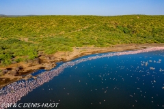 Lac Bogoria / lake Bogoria