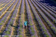 champ de lavandes/ lavender field