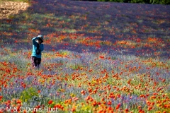 champ de lavandes et coquelicots / lavender field and poppies