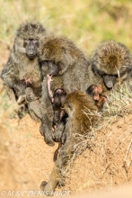 babouin doguera / olive baboon