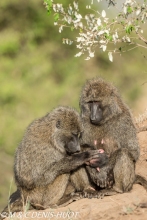 babouin doguera / olive baboon