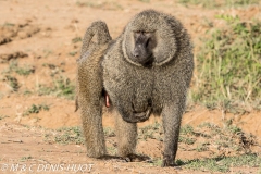 babouin doguera / olive baboon