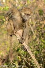 babouin doguera / olive baboon