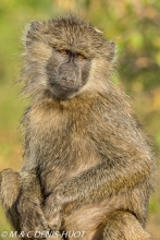 babouin doguera / olive baboon