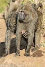 babouin doguera / olive baboon