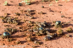 bousier / dung beetle