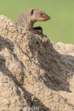 mangue rayée / banded mongoose