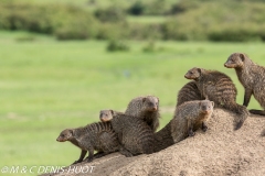 mangue rayée / banded mongoose