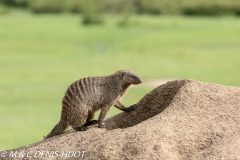 mangue rayée / banded mongoose