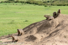 mangue rayée / banded mongoose