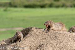 mangue rayée / banded mongoose