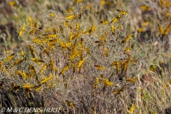 criquet pèlerin / desert locust