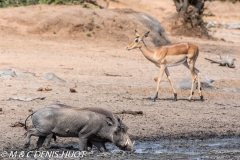 phacochère / warthog