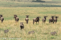 phacochère / warthog