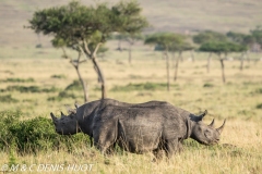 rhinocéros noir / black rhino