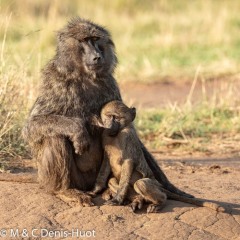 babouin doguera / olive baboon