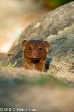 mangouste naine / dwarf mongoose