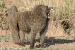 babouin doguera / olive baboon