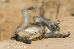 babouin doguera / olive baboon