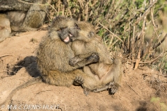 babouin doguera / olive baboon