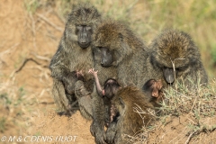 babouin doguera / olive baboon