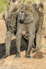 babouin doguera / olive baboon