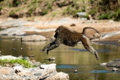 babouin doguera / olive baboon