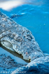 crocodile