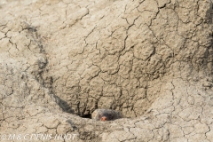 mangue rayée / banded mongoose