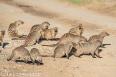 mangue rayée / banded mongoose