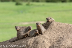 mangue rayée / banded mongoose