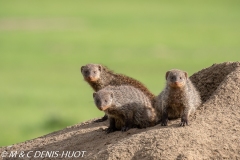 mangue rayée / banded mongoose