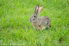 lièvre du Cap / cape hare