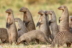 mangue rayée / banded mongoose