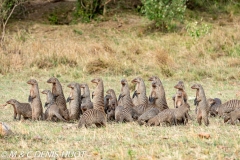 mangue rayée / banded mongoose