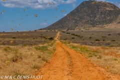 criquet pèlerin / desert locust