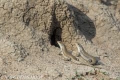 lézard / lizard