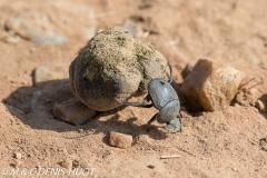 bousier / dung beetle