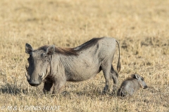 phacochère / warthog