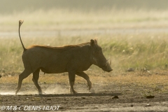 phacochère / warthog