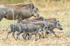 phacochère / warthog