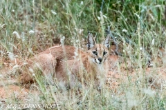 caracal