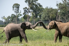 éléphant d'Afrique / african elephant